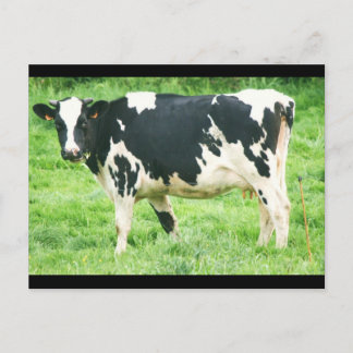 kermoisankoeien en -katten 012 briefkaart