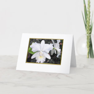 Kernachtige Witte Orchideeën in een Schaduwrijke Kaart