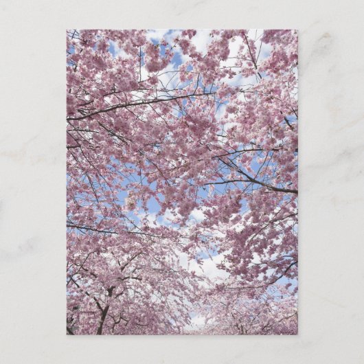 Kerriebomen in bloesems briefkaart (Voorkant)