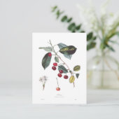 Kers (Prunus cerasus) Briefkaart (Staand voorkant)