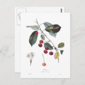 Kers (Prunus cerasus) Briefkaart (Voorkant / Achterkant)
