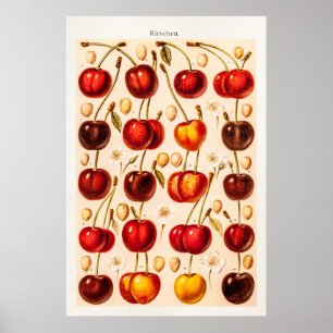  kersen Antiek kersen fruit Poster