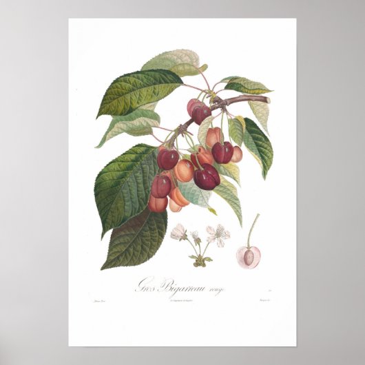 Kersen, groot hartvormig poster (Voorkant)