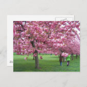 Kersenbloesem Briefkaart (Voorkant / Achterkant)