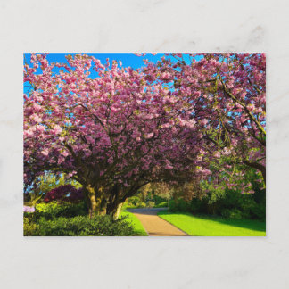Kersenbloesem Briefkaart