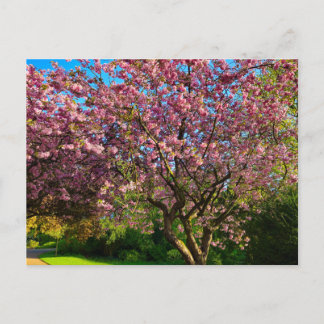 Kersenbloesem Briefkaart