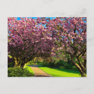 Kersenbloesem Briefkaart