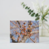 kersenbloesem-briefkaart briefkaart (Staand voorkant)