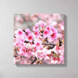 Kersenbloesem Japans bloemenroze sakura Bloemen Canvas Afdruk