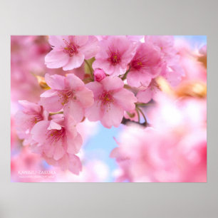 Kersenbloesem"Kawazu-zakura": Poster