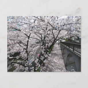 Kersenbloesem: Meguro Rivier, Tokio Briefkaart