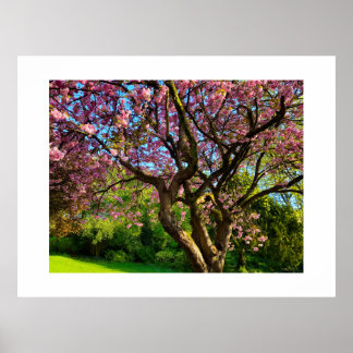 Kersenbloesem Poster