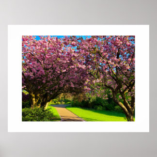 Kersenbloesem Poster