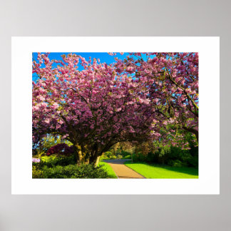 Kersenbloesem Poster