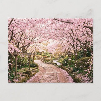 Kersenbloesembomen Briefkaart