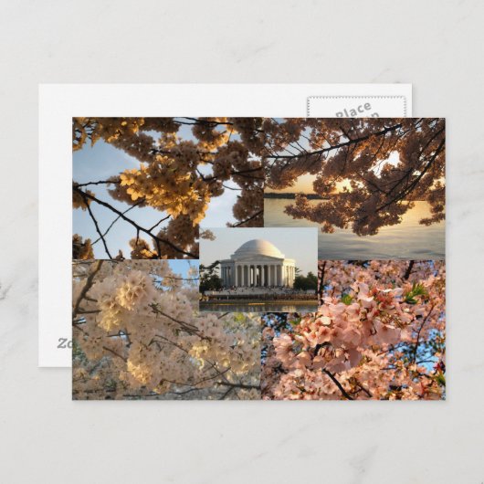 Kersenbloesems bij DC's Tidal Basin Briefkaart (Voorkant / Achterkant)
