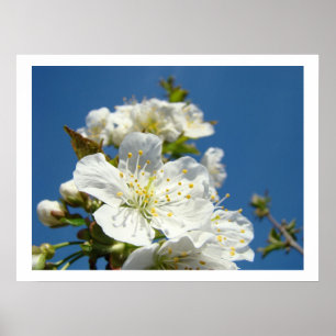 Kersenbloesems Fijne kunstprints Lente Blauwe Luch Poster