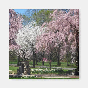Kersenbloesems in Philadelphia Magnet Magneet