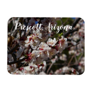 Kersenbloesems in Prescott, Arizona Magneet