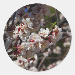 kersenbloesticker ronde sticker