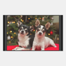 Kerst Chihuahua's
