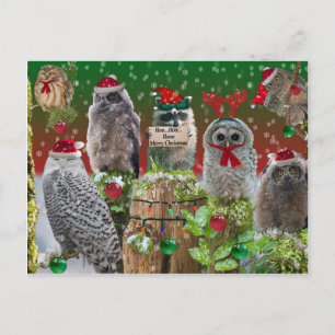 Kerst Critters Owls and Raccoon Feestdagenkaart