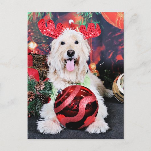 Kerst - Daisy - Goldendoodle Feestdagenkaart (Voorkant)
