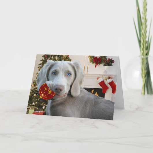 Kerst- en sierkaarten voor weimaraner feestdagen kaart (Voorkant)