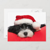 Kerst Havanese Puppy Hond Feestdagenkaart (Voorkant / Achterkant)