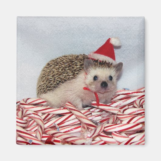 Kerst Hedgie Magnet Magneet (Voorkant)
