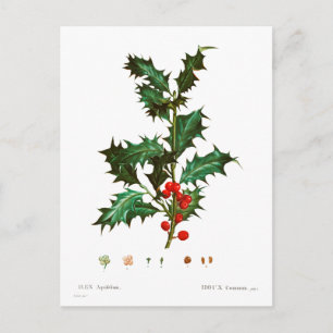  Kerst Holly Mistletoe Briefkaart