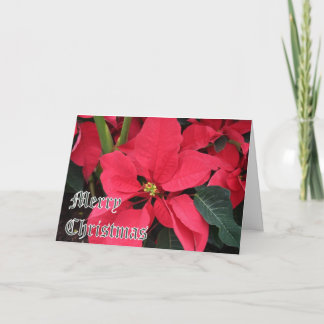 Kerst Kaart met Poinsettias en vrolijk kerstfeest