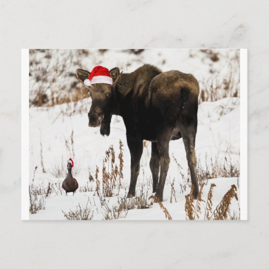 Kerst Moose en Duck Feestdagenkaart (Voorkant)