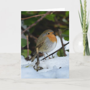 Kerst Robin in de sneeuw Kaart