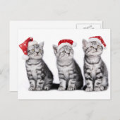 Kerst Schattige Kitten Briefkaart (Voorkant / Achterkant)