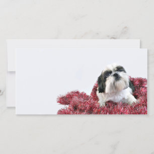 Kerst Shih Tzu Feestdagenkaart