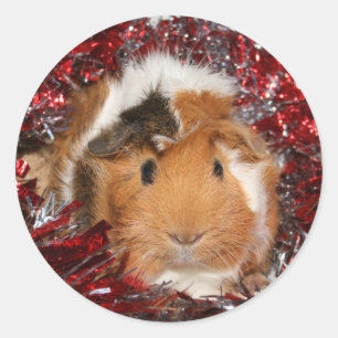 Kerst sticker van cavia's