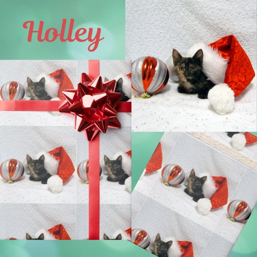 Kerst van Holley - Torti Cat Christmas Cadeaupapier