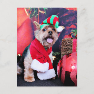 Kerst - Yorkie - Jake Feestdagenkaart