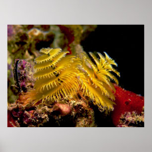 Kerstboom Worm Spirobranchus Giganteus Poster