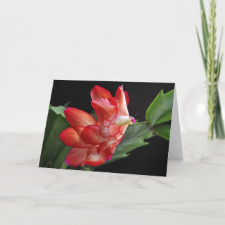Kerstcactus Blossom Feestdagen Kaart
