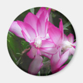 kerstcactus Flowers Magnet Magneet (Voorkant)