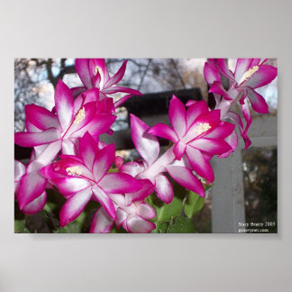 Kerstcactus Poster