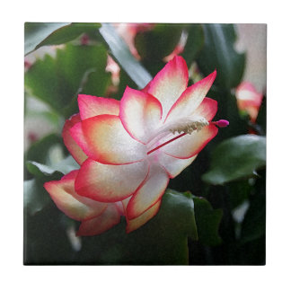 Kerstcactus "Samba Brazil" Tegeltje