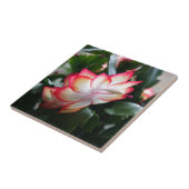 Kerstcactus "Samba Brazil" Tegeltje (Zijkant)