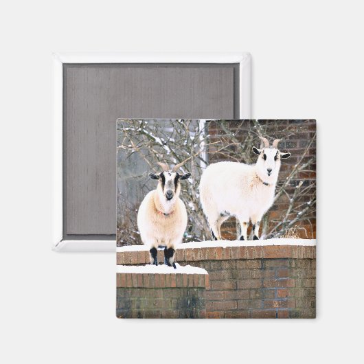 kerstgeiten magneet (Voorkant / Achterkant)