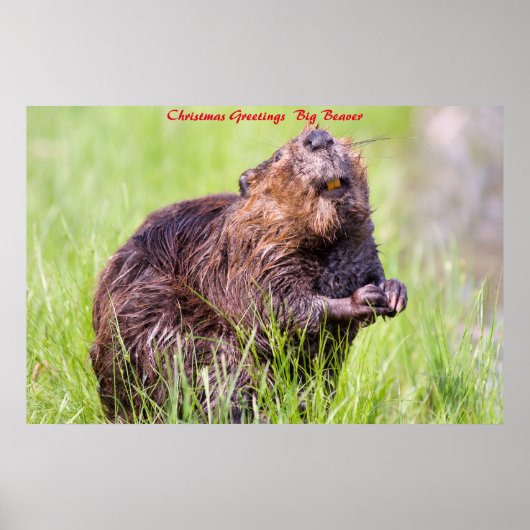 Kerstgroeten Big Beaver Poster (Voorkant)