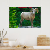 Kerstgroeten Mijn honinggeit Poster (Keuken)