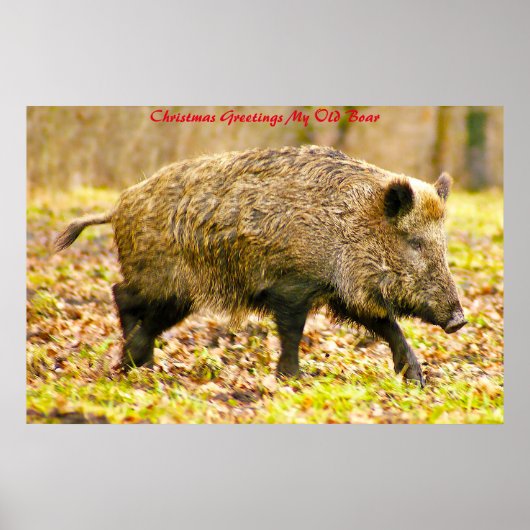 Kerstgroeten Mijn oude Boar Poster (Voorkant)