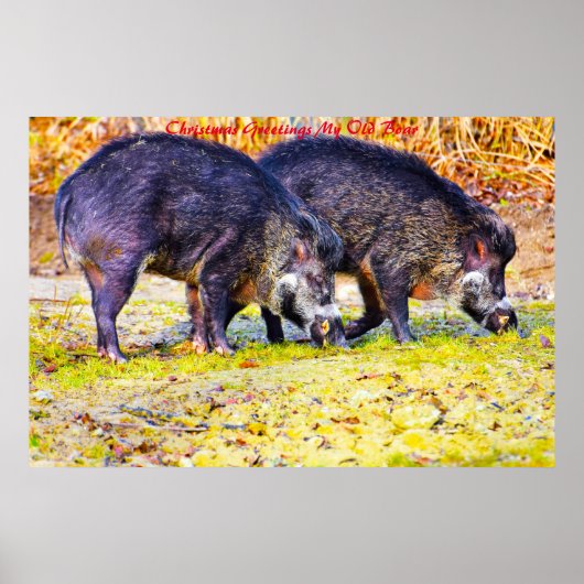 Kerstgroeten Mijn oude Boar Poster (Voorkant)